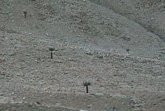 Browningia candelaris