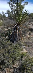 Yucca schidigera