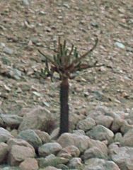 Browningia candelaris