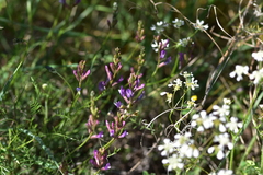 Astragalus muelleri