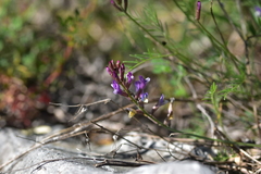 Astragalus muelleri