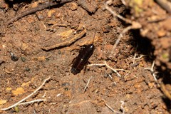 Pseudoderopeltis