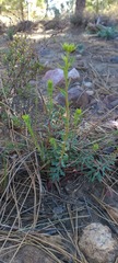 Euphorbia lurida
