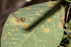 Austropuccinia psidii