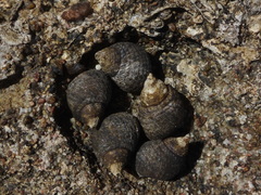Nerita undata