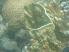 Millepora platyphylla
