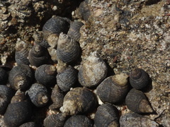 Nerita undata