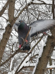 Columba livia