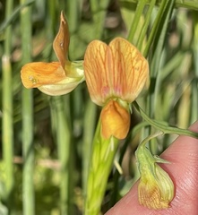 Lathyrus hierosolymitanus