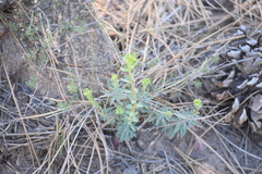 Euphorbia lurida