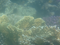 Millepora platyphylla