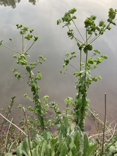 Euphorbia hirsuta image