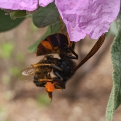 Vespa velutina