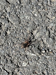 Protolophus singularis