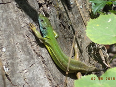 Lacerta viridis
