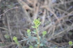 Euphorbia lurida