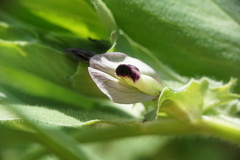 Vicia johannis