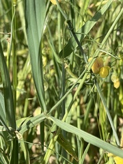 Lathyrus hierosolymitanus