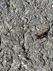 Protolophus singularis