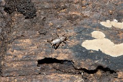 Gryllus bimaculatus