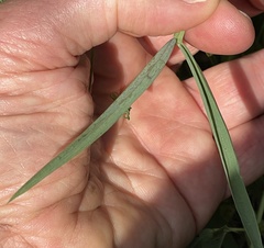 Lathyrus hierosolymitanus