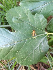 Theronia