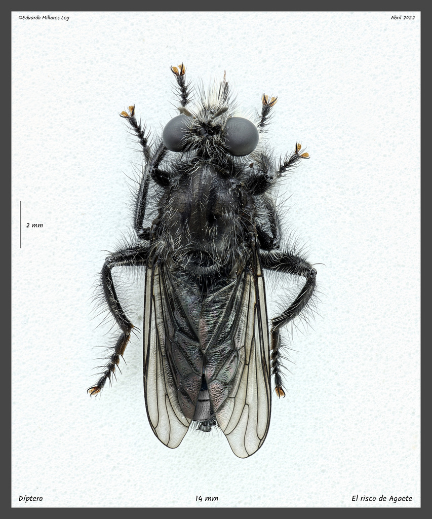 Andrenosoma jenisi