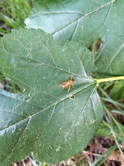 Theronia
