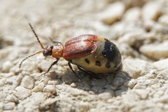 Galeruca laticollis