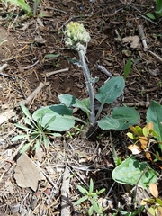 Senecio aronicoides