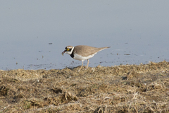 Charadrius dubius