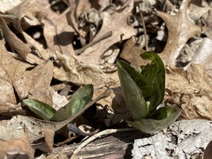 Trillium recurvatum