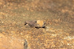 Tettiella