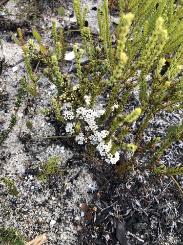 Image of Macrostylis cauliflora by (c) Charleen Brunke, some rights reserved (CC BY)