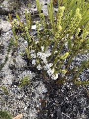 Macrostylis cauliflora