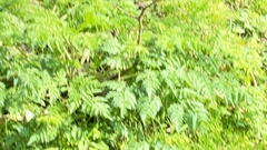 Anthriscus sylvestris