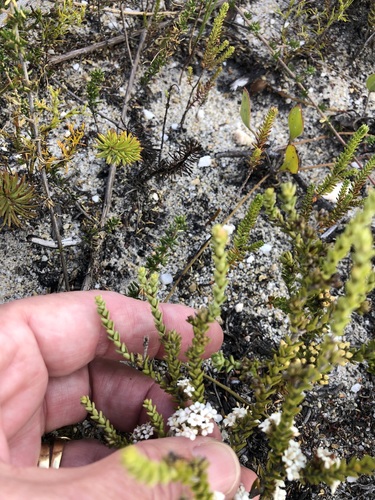 Image of Macrostylis cauliflora by (c) Charleen Brunke, some rights reserved (CC BY)