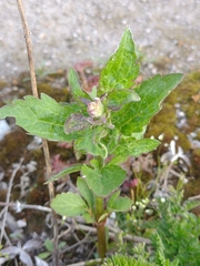 Eupatorium cannabinum