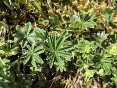 Alchemilla conjuncta