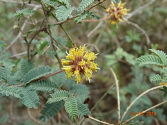 Prosopis reptans