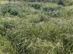 Lathyrus hierosolymitanus
