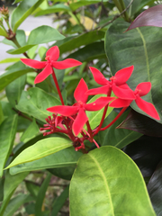 Ixora javanica