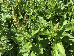 Blitum bonus-henricus