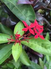 Ixora javanica