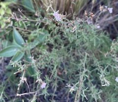 Stevia satureiifolia