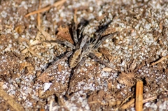 Alopecosa pulverulenta