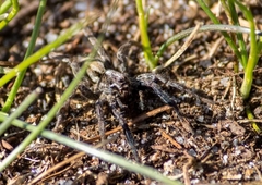 Alopecosa pulverulenta