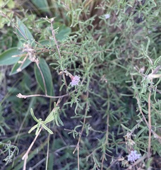 Stevia satureiifolia