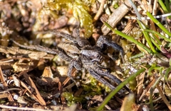 Alopecosa pulverulenta