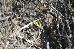 Acmispon argyraeus argyraeus